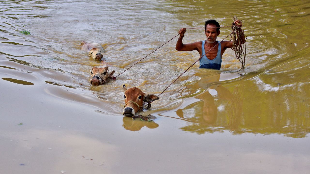 A man attempts to move his cattle through a flooded field to a safer place after heavy rains in Nagaon district, Assam, India, June 21, 2022.