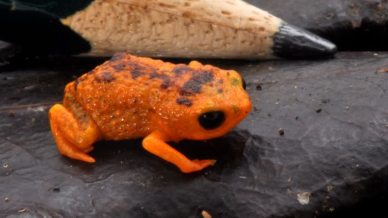 Miniature frogs that have lost the ability to leap straight