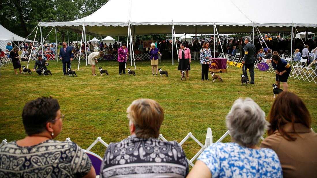 Handlers hold Boston terriers during breed judging at the 146th Westminster Kennel Club Dog Show at the Lyndhurst Estate in Tarrytown, New York, on Tuesday, June 21. 