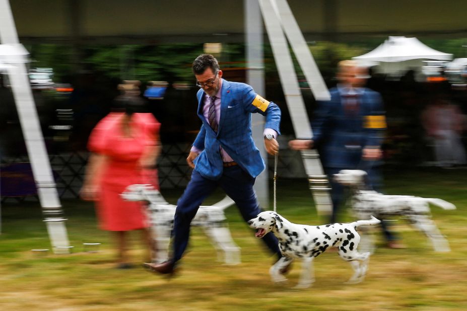 Handlers walk Dalmatians around the ring.