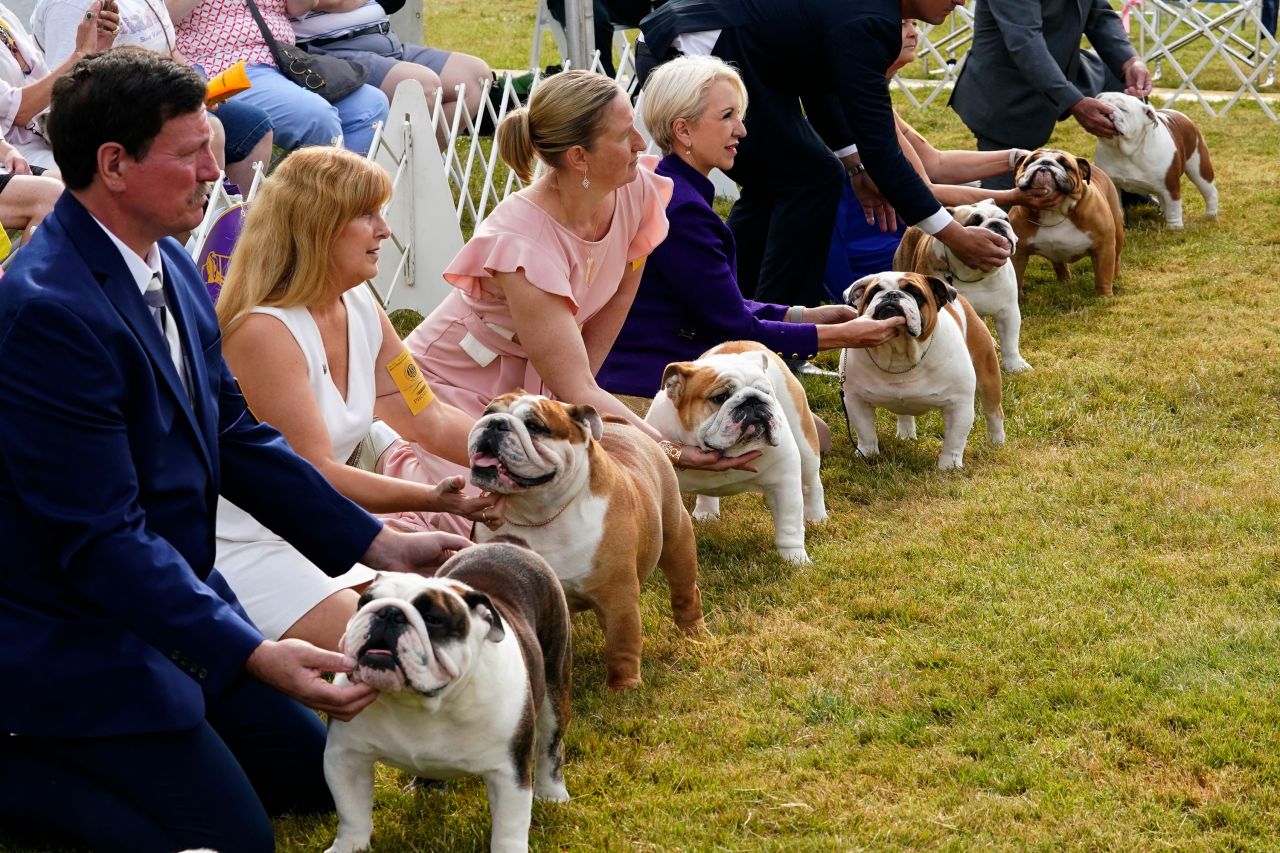 Bulldogs wait to be judged.