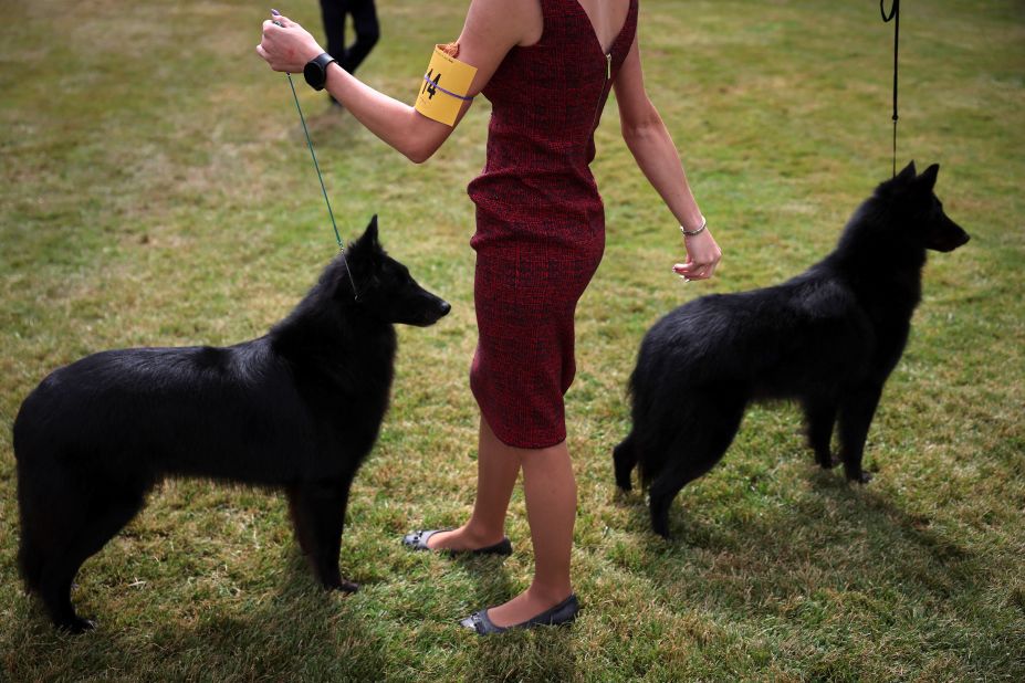 Handlers pose Belgian sheepdogs during breed judging.