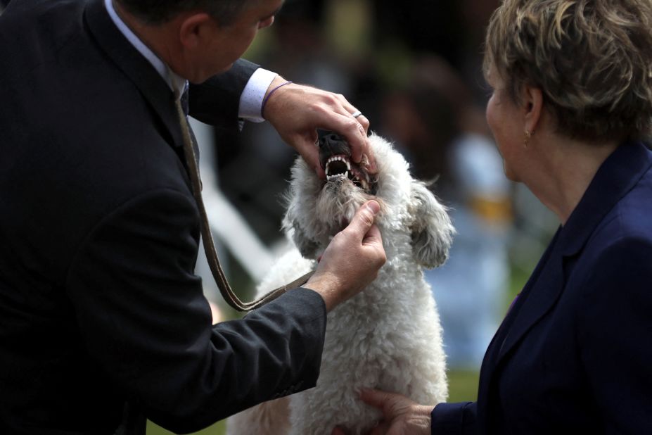 A judge examines a pumi on Monday, June 20.