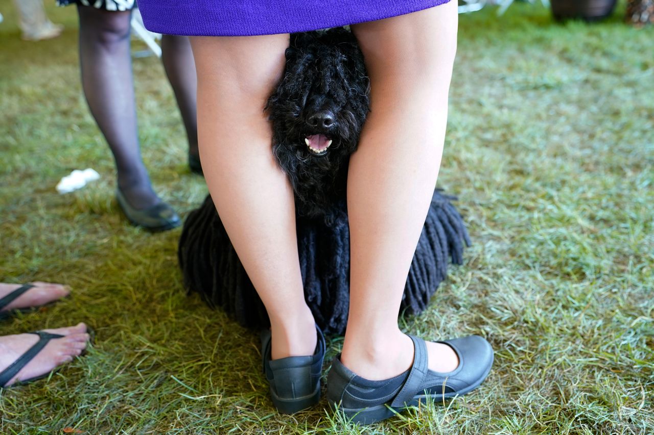 Gyula, a 9-year-old puli, peeks through his handler Stacy Czekaj's legs as they wait to compete.