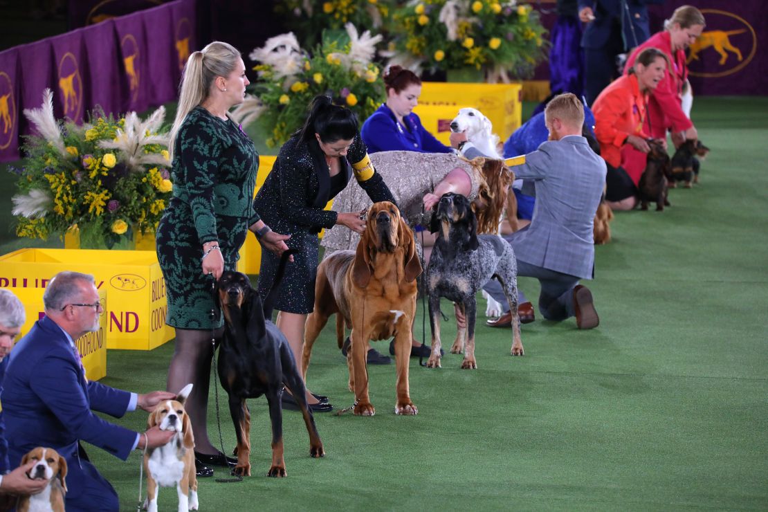 Trumpet, winner of the 2022 Westminster Kennel Club Dog Show's Hound Group. 