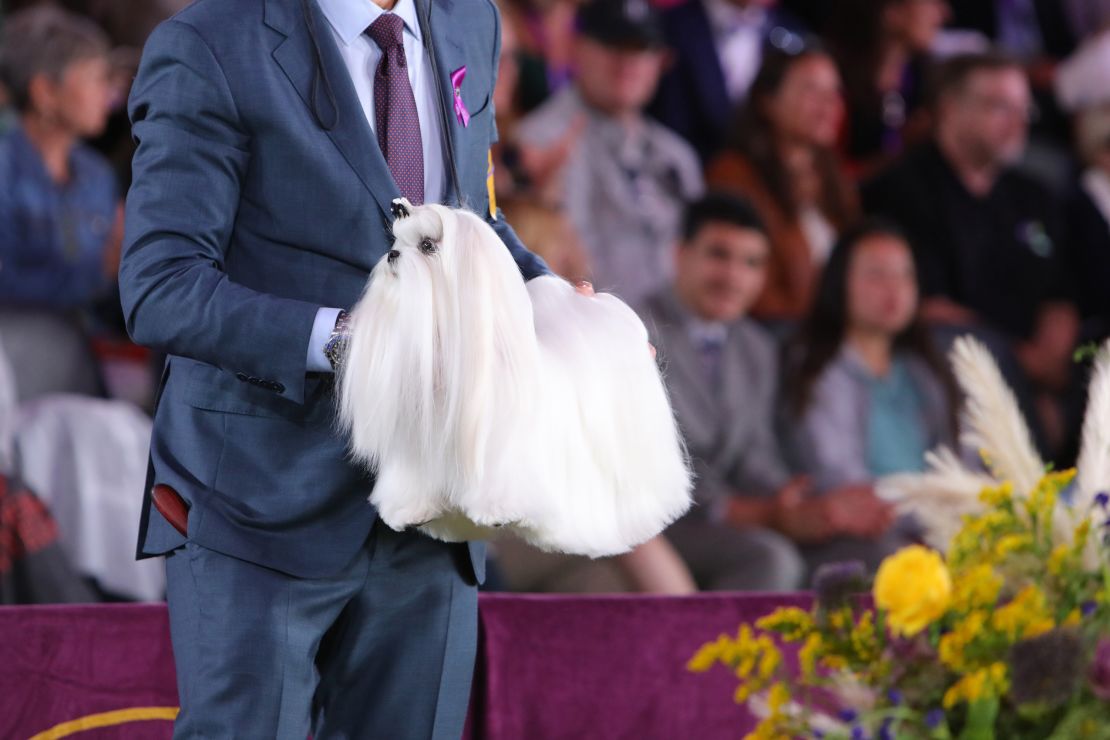 Hollywood, winner of the 2022 Westminster Kennel Club Dog Show's Toy Group. 