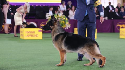 River, winner of the 2022 Westminster Kennel Club Dog Show's Herding Group. 