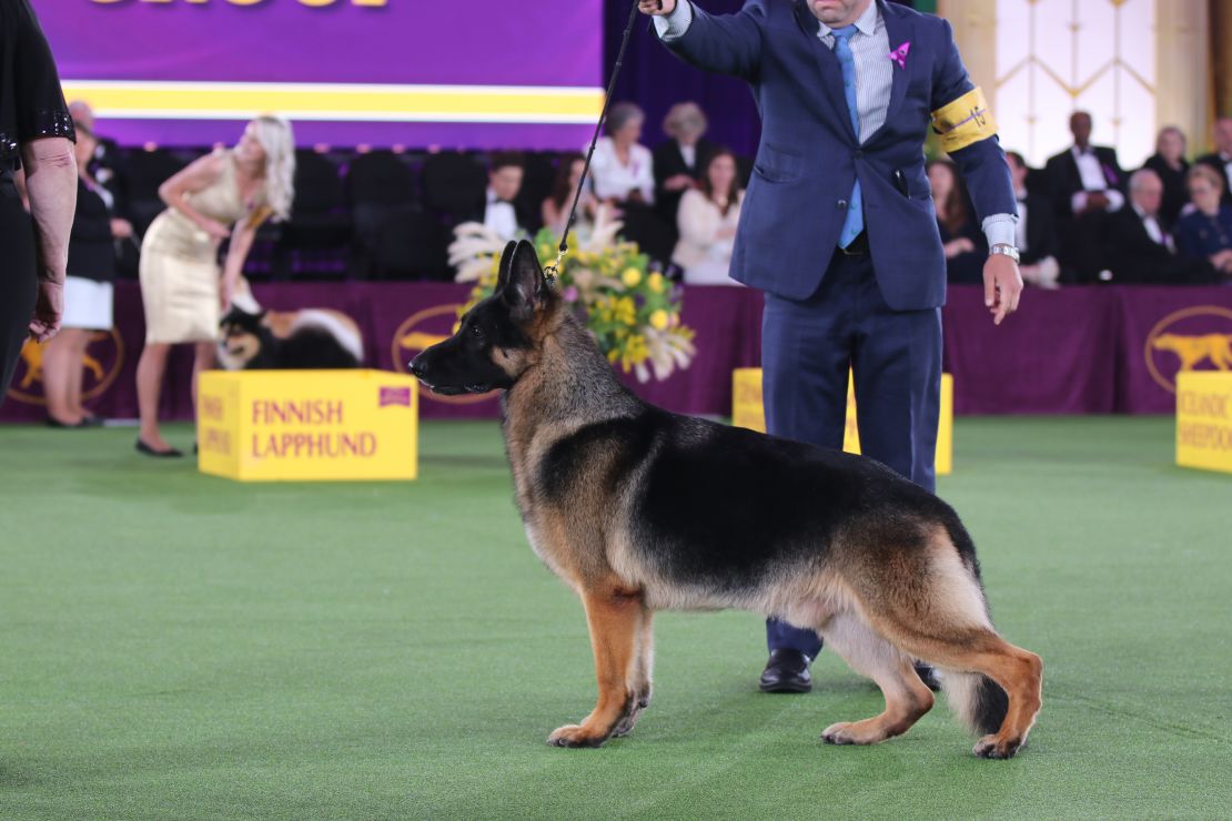 River, winner of the 2022 Westminster Kennel Club Dog Show's Herding Group. 