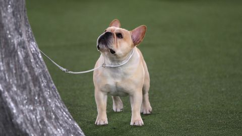 Winston, winner of the 2022 Westminster Kennel Club Dog Show's Non-sporting Group. 