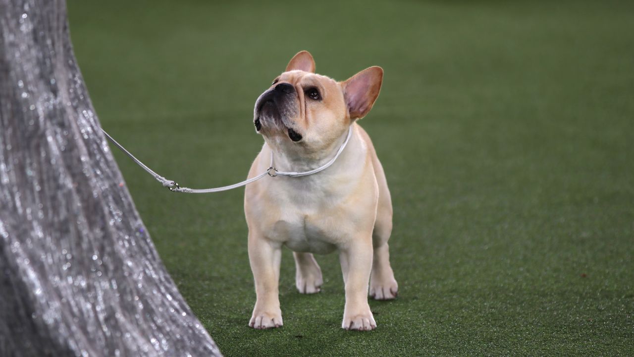 Winston the French bulldog returns to Westminster for another shot at best in show.
