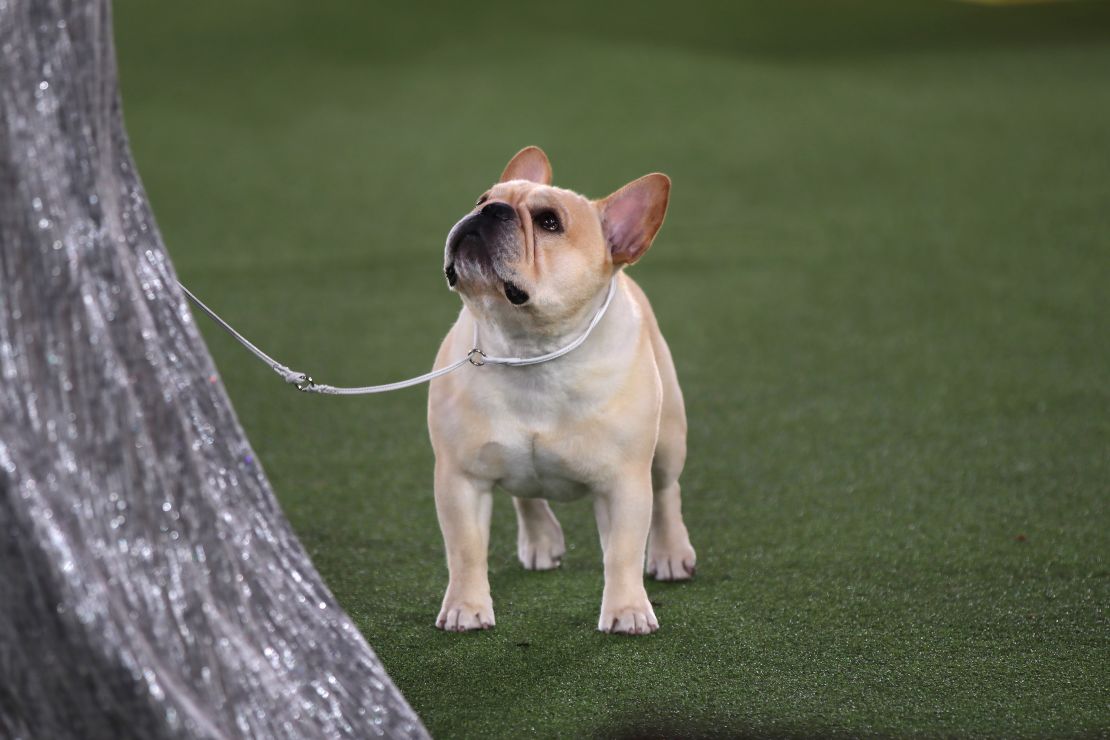 Winston,  winner of the 2022 Westminster Kennel Club Dog Show's Non-sporting Group. 