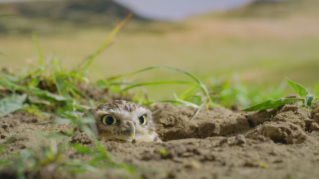 A burrowing owl peers from its burrow entrance in "America the Beautiful." 