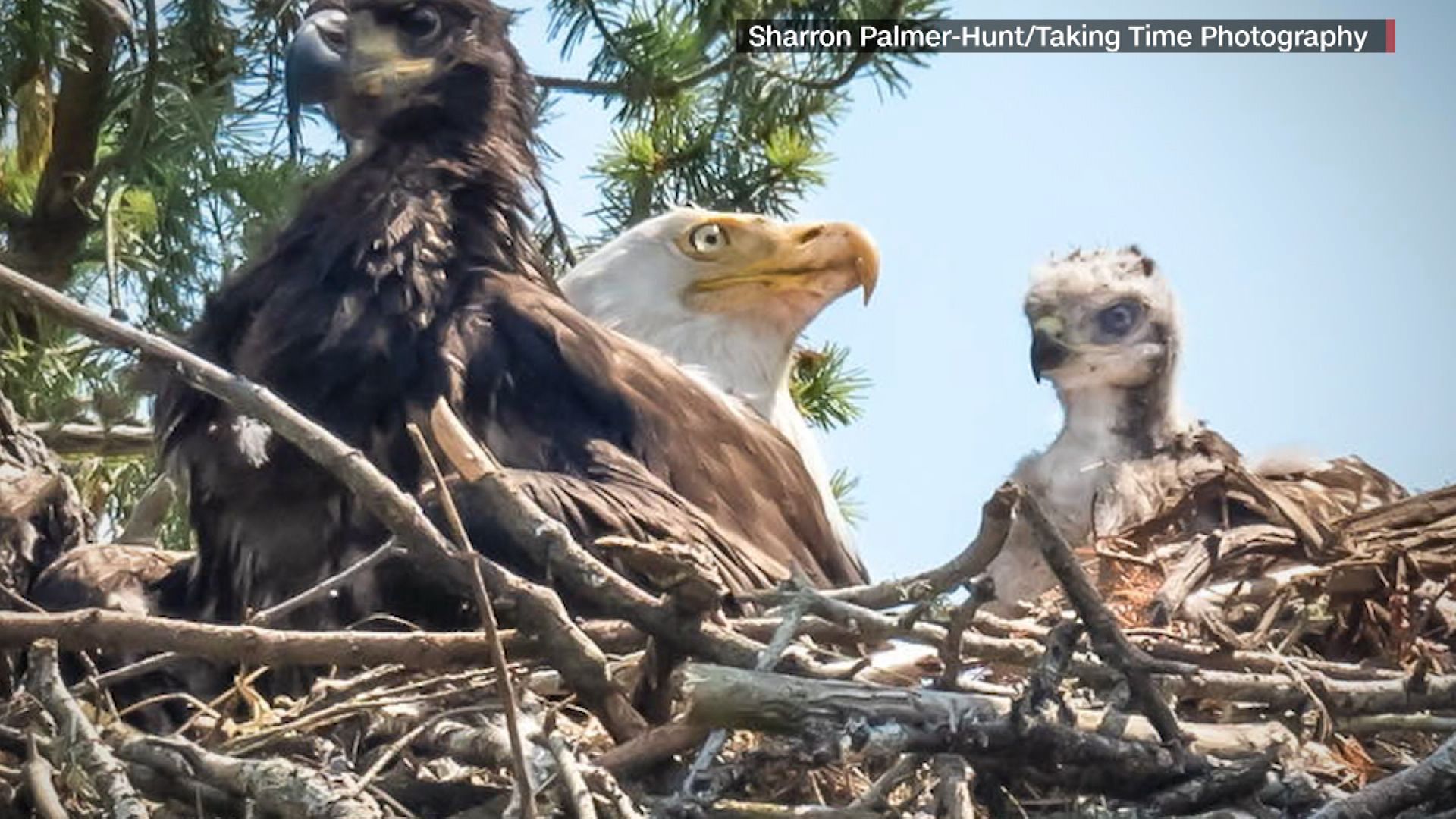 Eagle appears to clutch baby hawk for dinner, then decides to adopt it | CNN