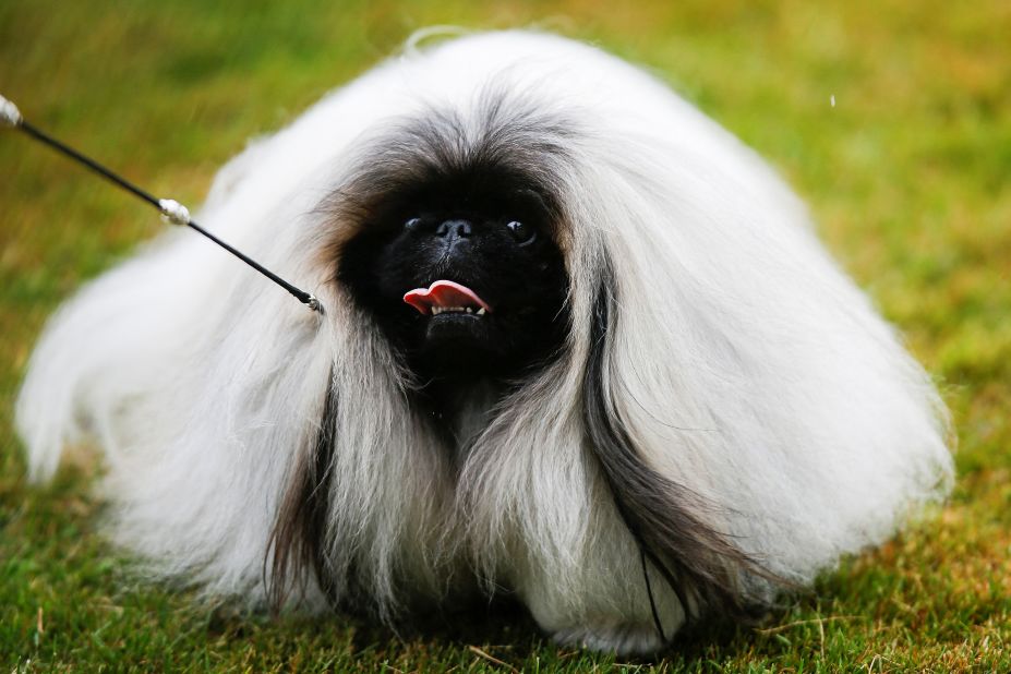 A Pekingese dog runs the ring Tuesday.