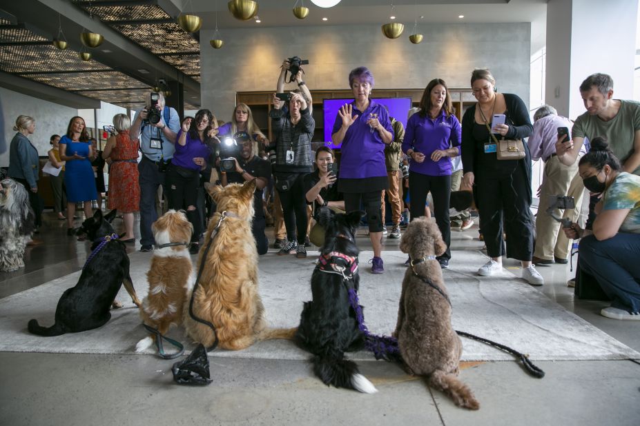 News media members with cameras take photos of dogs at a Westminster Kennel Club Dog Show preview event Thursday.