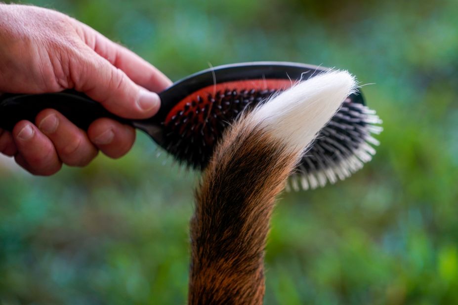 A handler brushes his beagle's tail before competing during the 146th Westminster Kennel Club Dog show Monday.