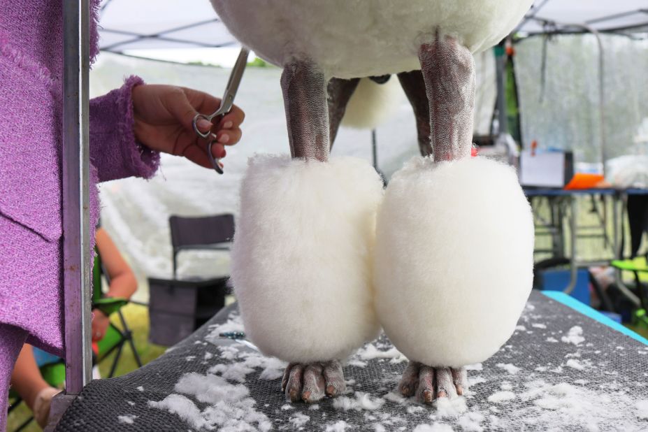 Olivia Hodgkinson prepares her poodle during the annual Westminster Kennel Club dog show.