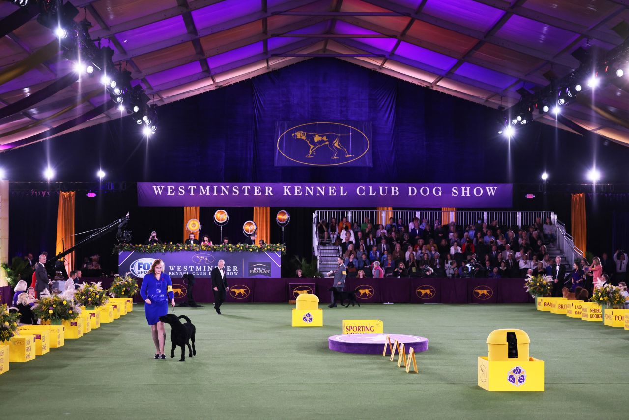 A curly-coated retriever competes in the Sporting Group judging event.