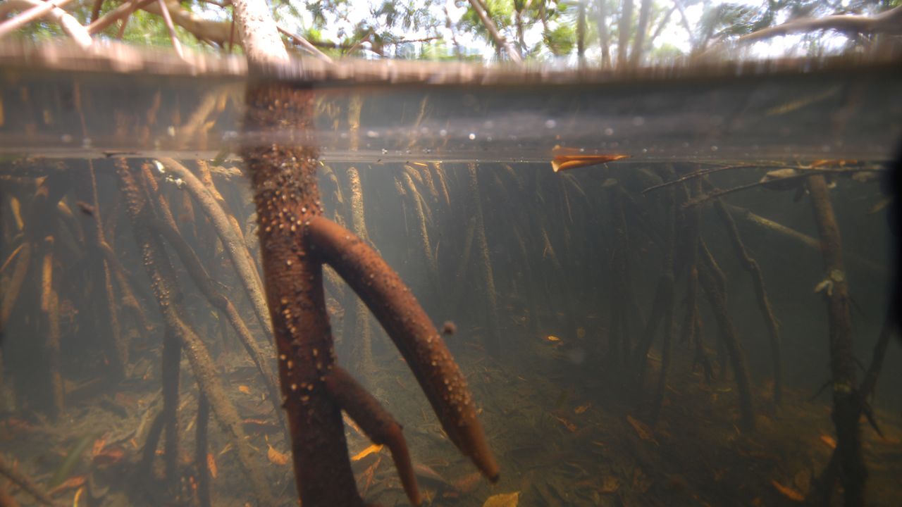 Shown is an underwater view of one of the mangrove sites on Guadeloupe that researchers sampled from April to May 2022. 