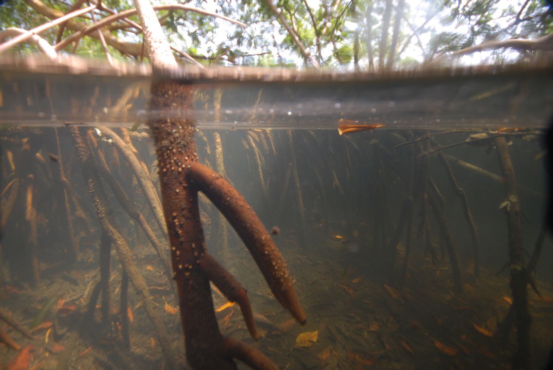 Shown is an underwater view of one of the mangrove sites on Guadeloupe that researchers sampled from April to May 2022.