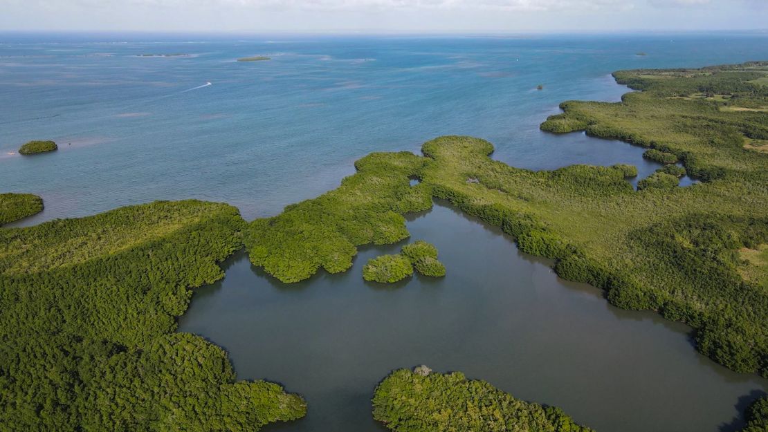 T. magnifica was discovered in Guadeloupe.