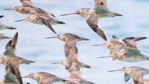 bar-tailed godwit hp 2