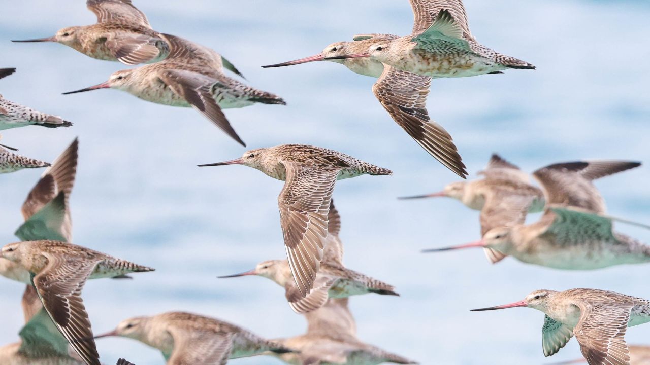 bar-tailed godwit hp 2