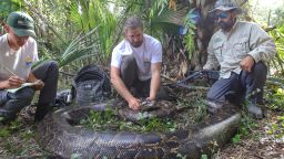 Wildlife biologists from the Conservancy of Southwest Florida caught a female Burmese python weighing 215 pounds (97.5 kg) by tracking a male scout snake.