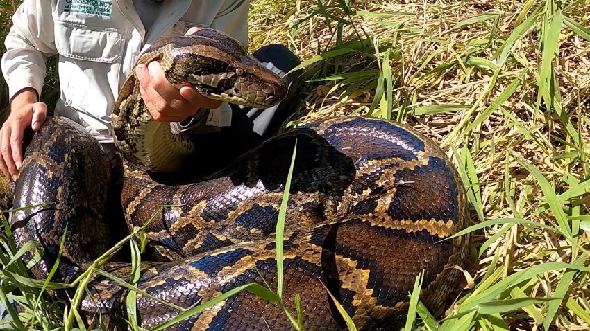 01 Florida Python