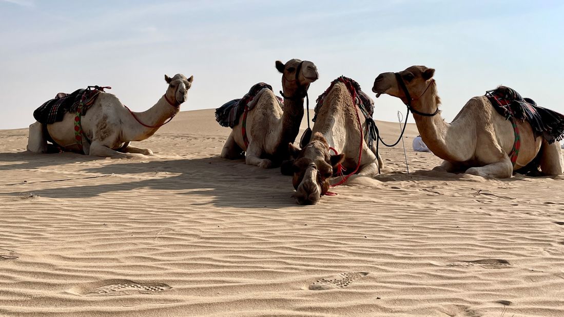 When Krockenberger moved from Germany to the UAE in 2015 she wanted to learn to ride dromedary camels, but she found that men wouldn't teach her, because she was a woman.
