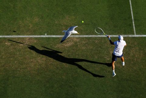 A bird flies over Britain's Ryan Peniston while he competes in a tennis match against Spain's Pedro Martinez in Eastbourne, England on Wednesday, June 22.