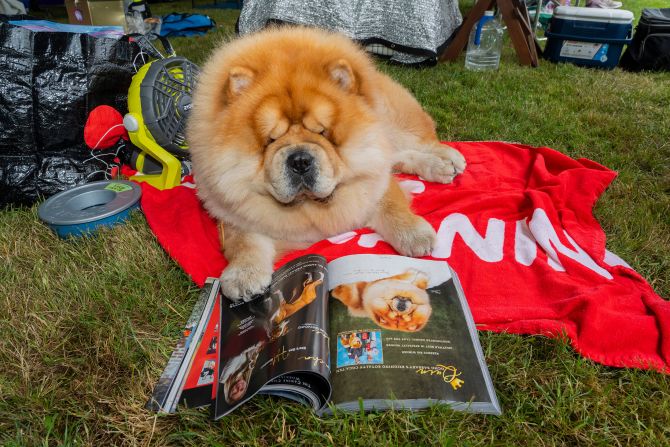 Quinn, a Chow Chow, is photographed at the Westminster Dog Show in Tarrytown, New York, on Monday, June 20. <a href="https://www.cnn.com/2022/06/22/us/gallery/westminster-dog-show-2022/index.html" target="_blank">See more photos from the show </a>