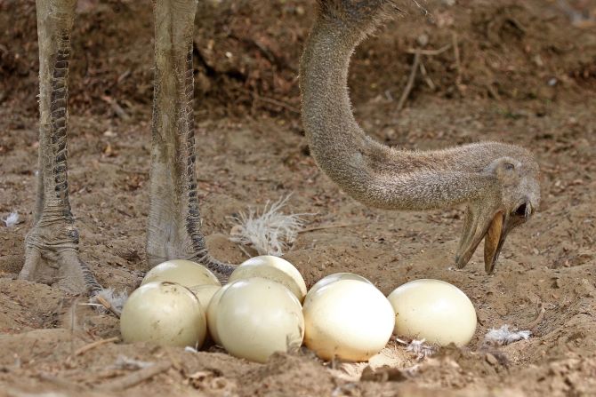 An ostrich looks over her eggs at the Jaipur Zoo in Rajasthan, India on Wednesday, June 22.