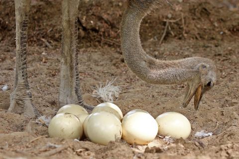 An ostrich looks over her eggs at the Jaipur Zoo in Rajasthan, India on Wednesday, June 22.