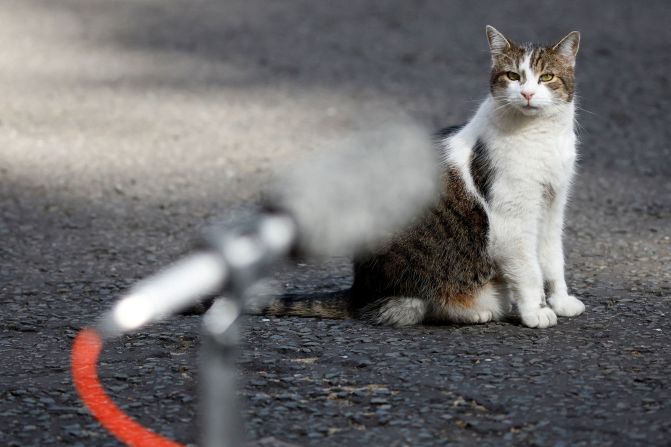Larry the cat, Chief Mouser to the Cabinet Office at Downing Street, sits in London, on Tuesday, June 21.