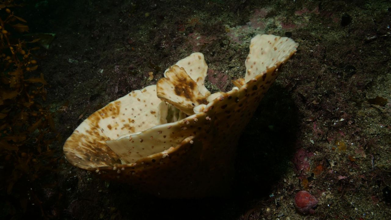 A dead sea sponge sits on a barren reef in waters off New Zealand's southwestern coast. 
 

