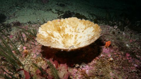 New Zealand is seeing its worst-ever mass bleaching of important sea sponges.