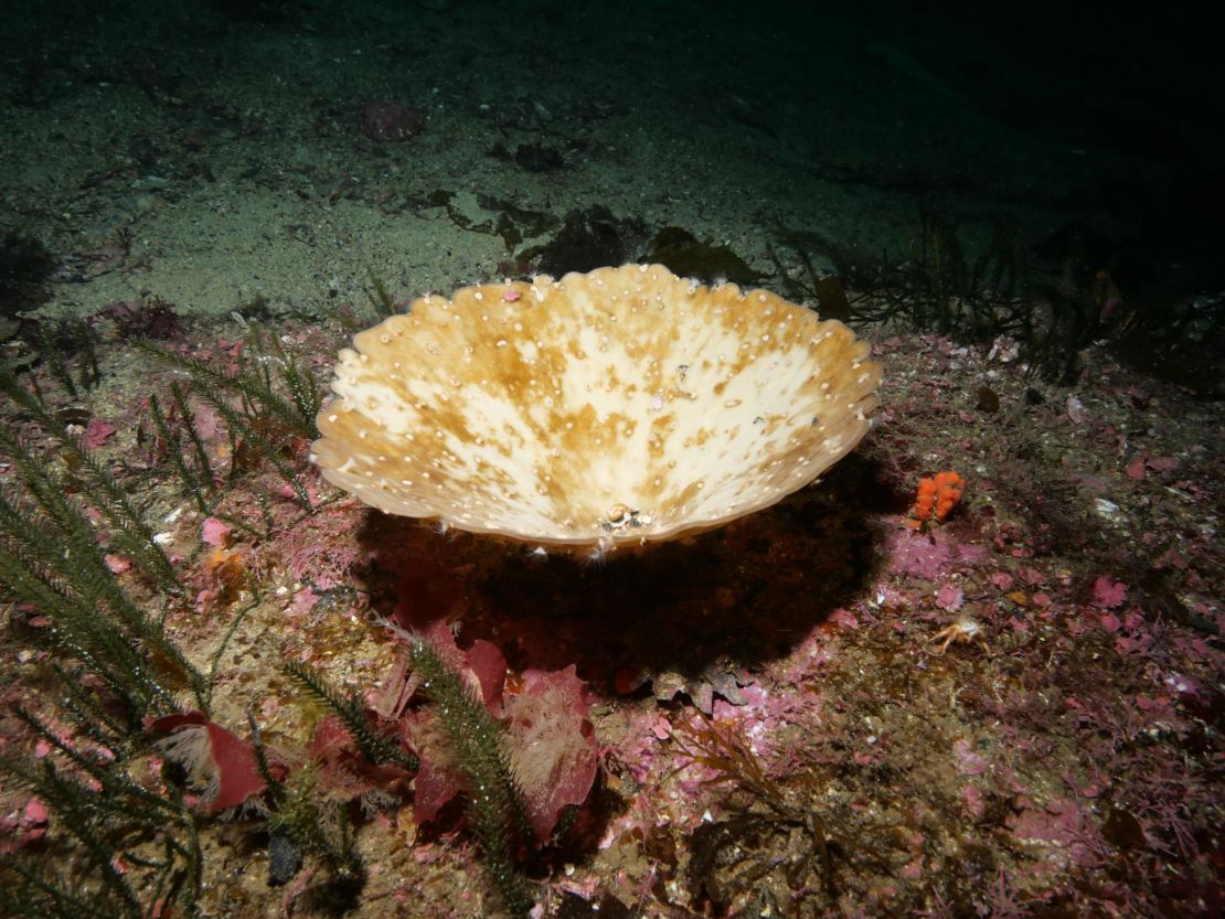 All Purpose Giant Bone Sponge