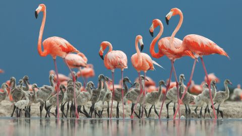Caribbean flamingo adults guard their chicks at the Ria Lagartos Biosphere Reserve in Mexico's Yucatán Peninsula.