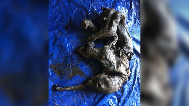 A mummified baby wooly mammoth, still covered in skin and hair, was found in Canada.