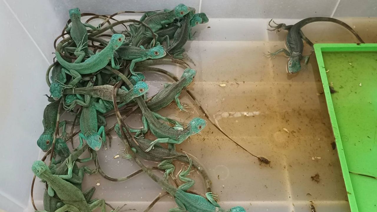 Thai officials reportedly discovered 109 animals in the women's luggage, including 50 lizards. 