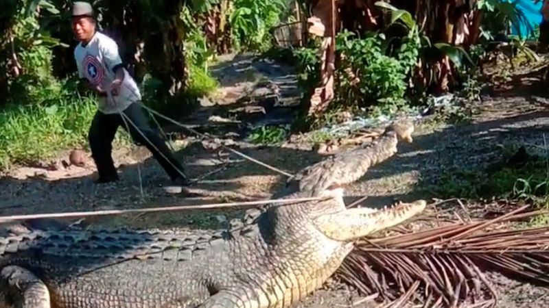 Indonesian who caught 14-foot crocodile with rope: 'I had to take a chance'  | CNN