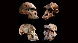 M4 montage: Four different Australopithecus crania that were found in the Sterkfontein caves, South Africa. The Sterkfontein cave fill containing this and other Australopithecus fossils was dated to 3.4 to 3.6 million years ago, far older than previously thought. The new date overturns the long-held concept that South African Australopithecus is a younger offshoot of East African Australopithecus afarensis. 
CREDIT Jason Heaton and Ronald Clarke, in cooperation with the Ditsong Museum of Natural History. _
