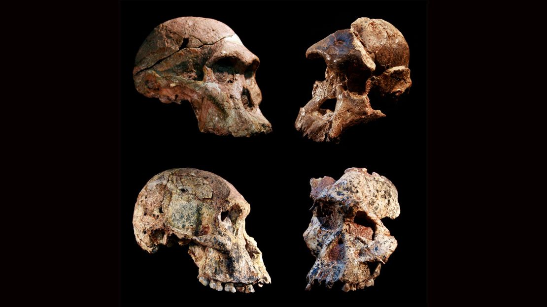 These are four different Australopithecus skulls found in the Sterkfontein Caves in South Africa. 