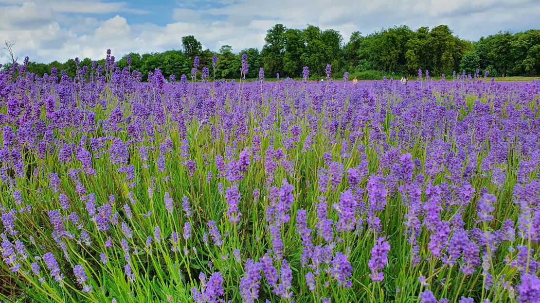 Bees often find themselves at home in the lavender so keeping your face away is probably sensible.