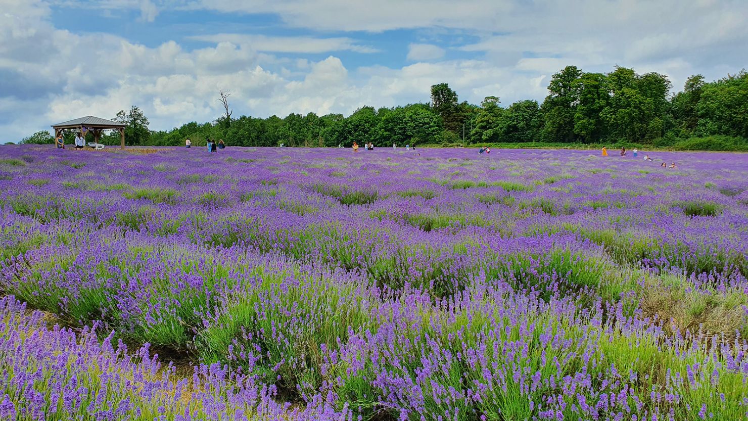 Visitors to Mayfield Lavender Farm in Surrey, UK, can see the flowers as far back as they can see.