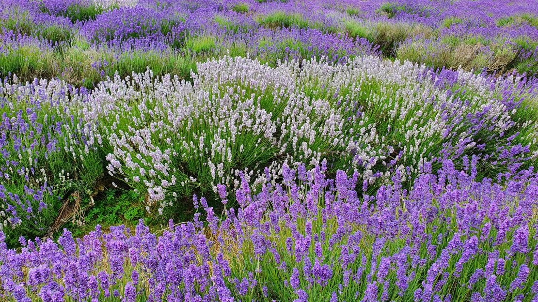 The hot weather means the lavender season has peaked early in June at Mayfield.
