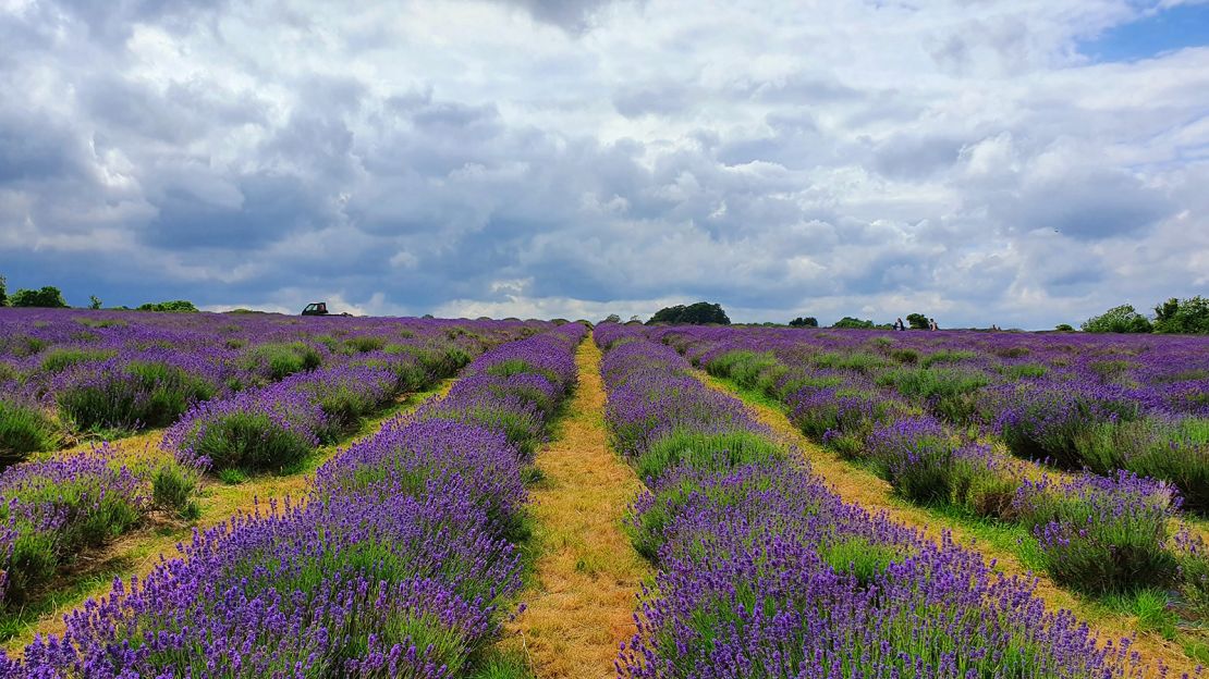 Natural paths have formed between the lines of lavender shrubs at the Mayfield Lavender Farm.