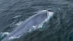 blue whales patagonia fjordlands origseriesfilms_00004619.png