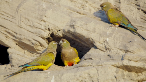 Burrowing parrots are incredibly loyal to one another and highly social.